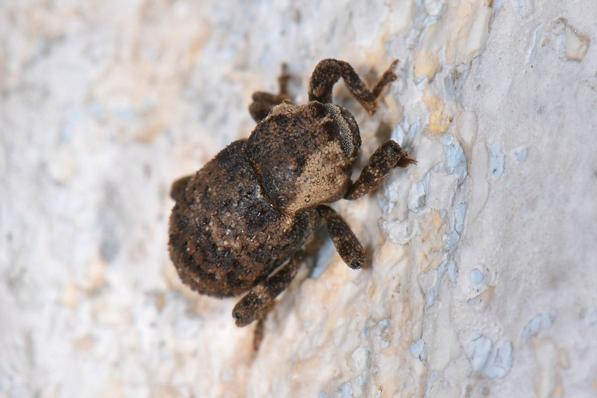 Curculionidae: Kyklioacalles sp.?  S, Kyklioacalles navieresi...da confermare